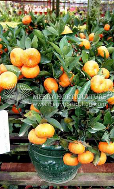 Chinese Zhu Sa Orange (8 inch pot)